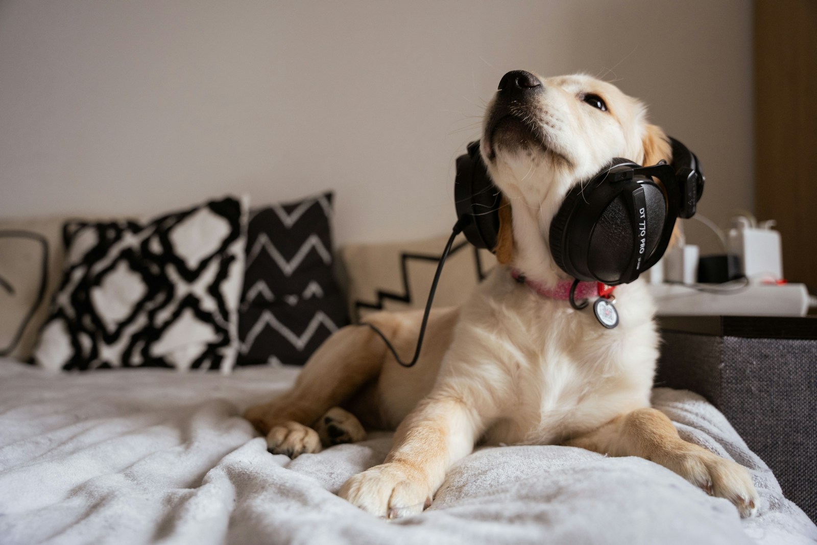 Zwischen Reiz und Rückzug:  Wie Musik auch Haustiere emotional beeinflusst